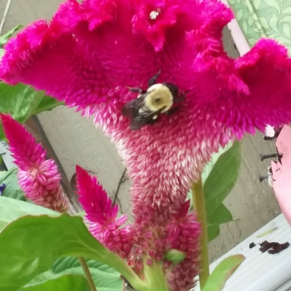 Meet your Posher, Laurie - Picture 6 of 6